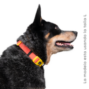 Collar impermeable para perro - CORAL