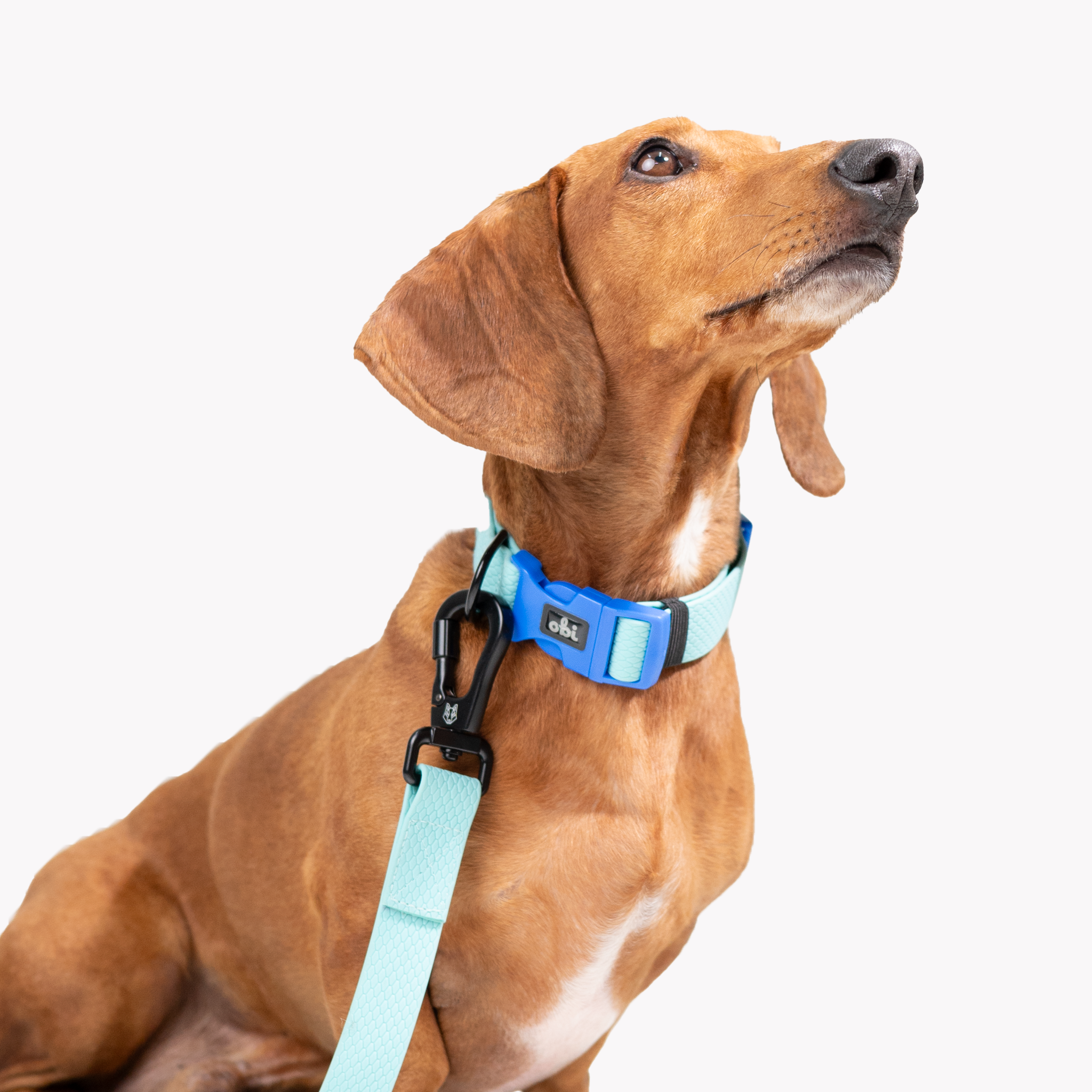 Collar para perro Impermeable - BLUE