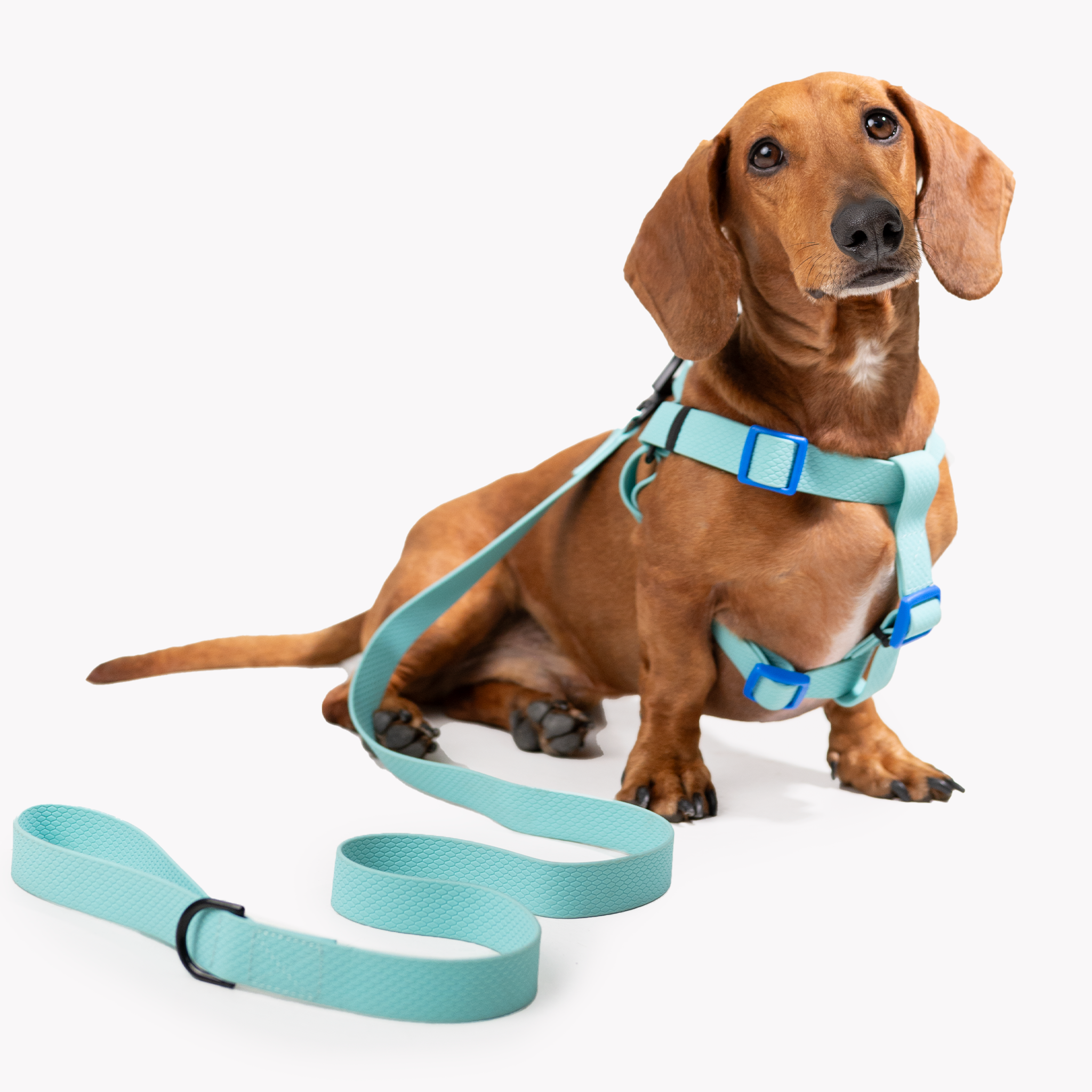 Correa para perro impermeable - BLUE