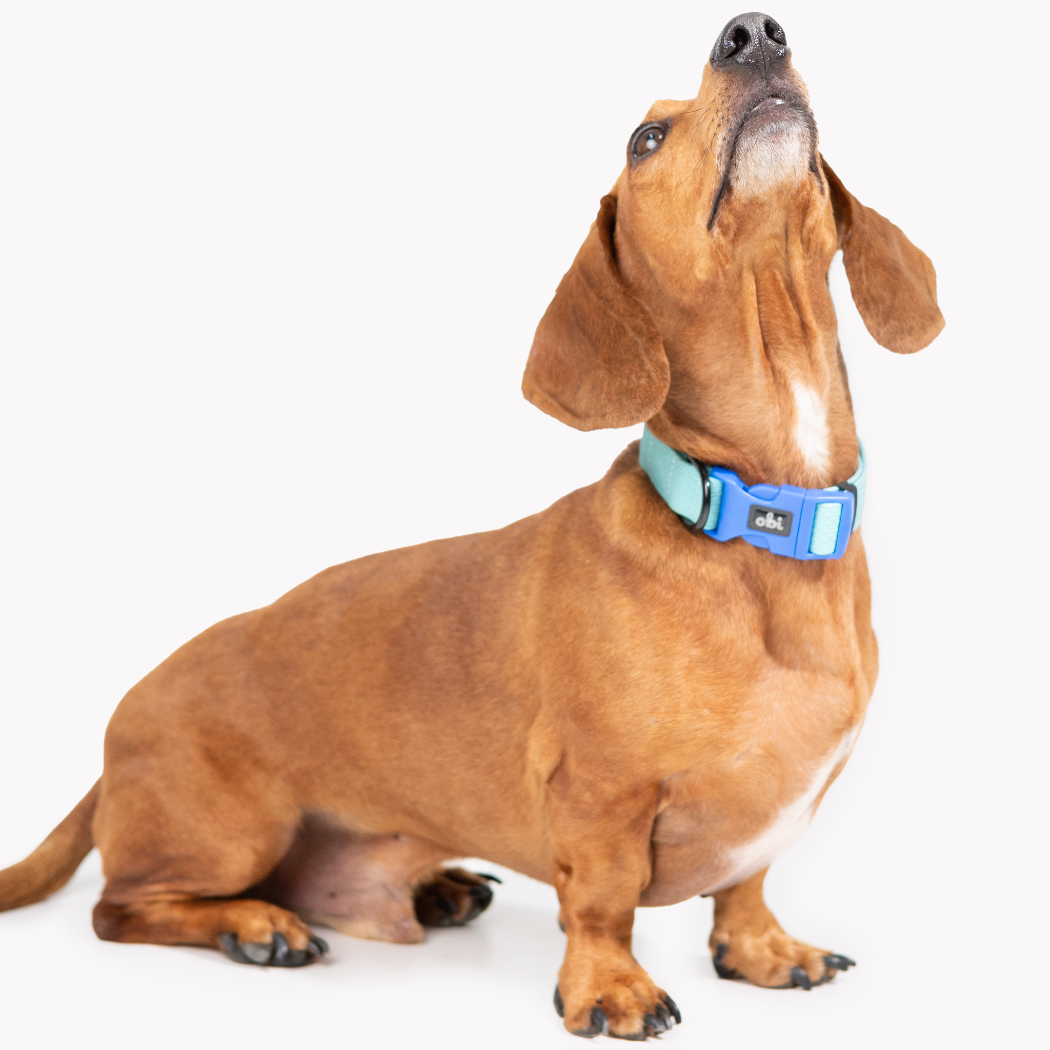 Collar para perro Impermeable - BLUE