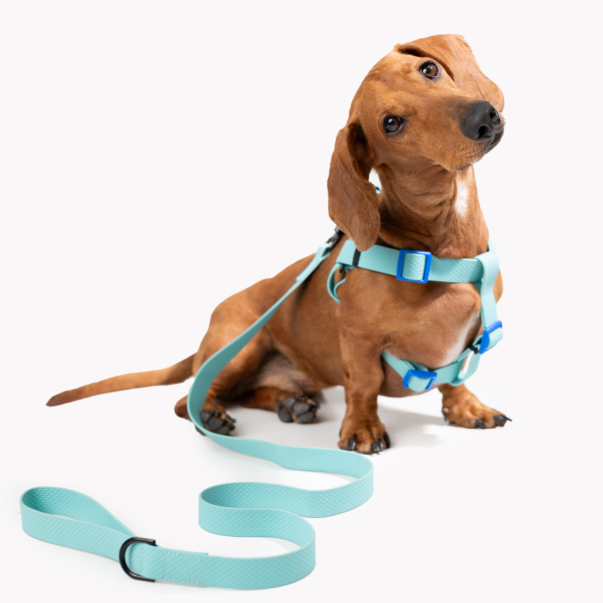 Correa para perro impermeable - BLUE