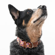 Collar para perro trenzado - CLOE SUNSET