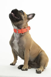 COLLAR PARA PERRO TRENZADO - CLOE SALMON